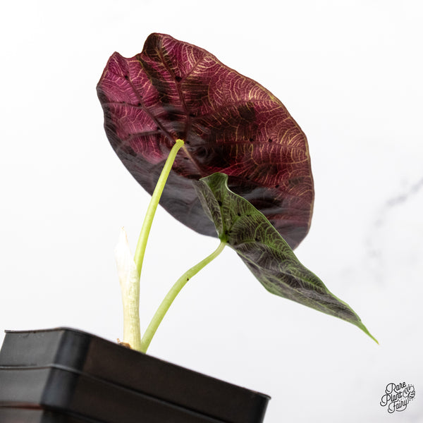 Alocasia Watsoniana Doff. Pink Variegated (wk46-P)