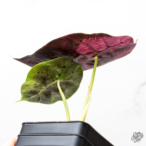 Alocasia Watsoniana Doff. Pink Variegated (wk46-P)