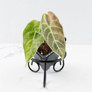 Alocasia Watsoniana Doff. Pink Variegated (wk31-G)