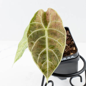 Alocasia Watsoniana Doff. Pink Variegated (wk31-G)