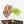 Alocasia Watsoniana Doff. Pink Variegated (wk31-G)