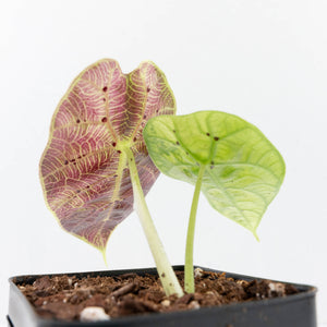 Alocasia Watsoniana Doff. Pink Variegated (wk31-G)