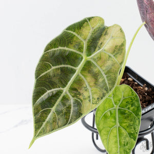 Alocasia Watsoniana Doff. Pink Variegated (wk38-L155)