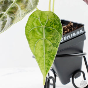 Alocasia Watsoniana Doff. Pink Variegated (wk38-L155)
