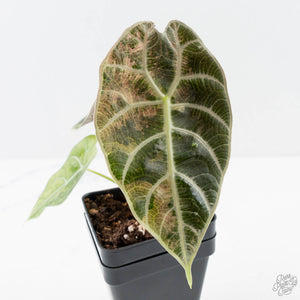 Alocasia Watsoniana Doff. Pink Variegated (wk38-L155)