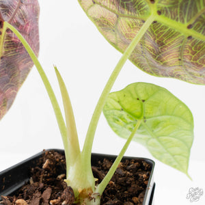 Alocasia Watsoniana Doff. Pink Variegated (wk38-L155)