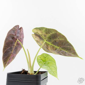 Alocasia Watsoniana Doff. Pink Variegated (wk38-L155)