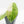Alocasia Watsoniana Doff. Pink Variegated (wk18-B)
