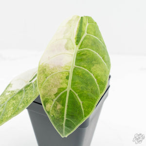 Alocasia Watsoniana Doff. Pink Variegated (wk18-B)