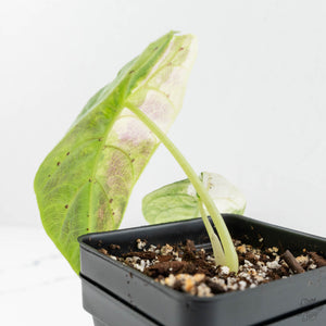 Alocasia Watsoniana Doff. Pink Variegated (wk18-B)