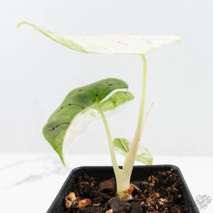 Alocasia Watsoniana Doff. Pink Variegated (wk19-H)