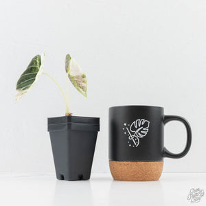 Alocasia Watsoniana Doff. Pink Variegated (wk24-G)