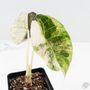 Alocasia Watsoniana Doff. Pink Variegated (wk24-G)