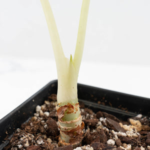 Alocasia Watsoniana Doff. Pink Variegated (wk24-G)