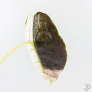 Alocasia Watsoniana Doff. Pink Variegated (wk24-G)