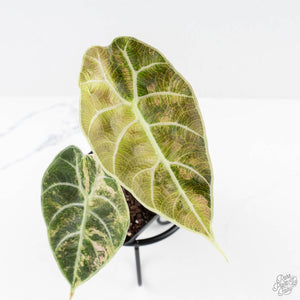 Alocasia Watsoniana Doff. Pink Variegated (wk27-A)