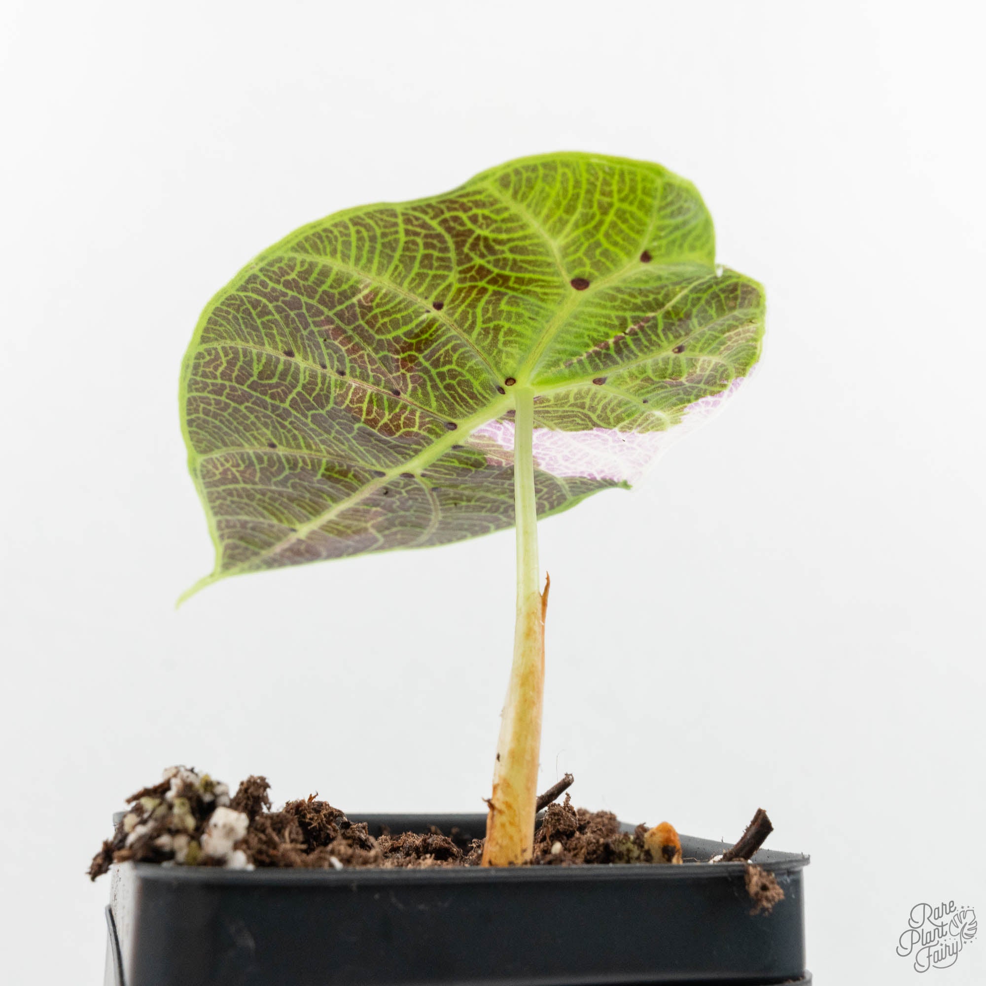 Alocasia Watsoniana Pink Variegated (wk15-I) – Rare Plant Fairy