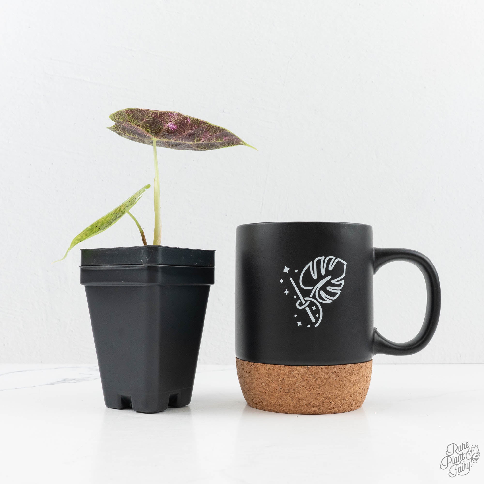 Alocasia Watsoniana Pink Variegated (wk19-J) – Rare Plant Fairy