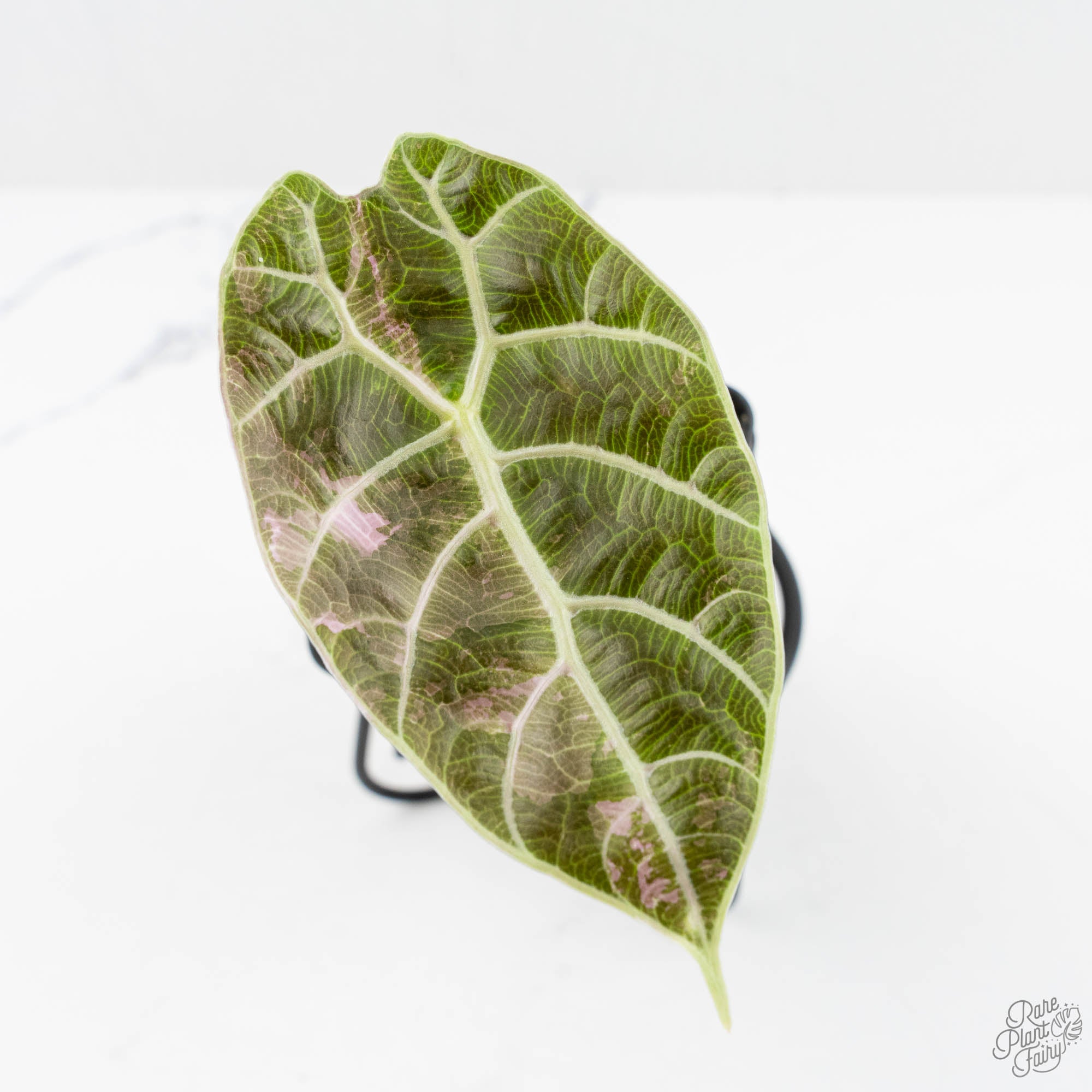 Alocasia Watsoniana Pink Variegated (wk19-J) – Rare Plant Fairy