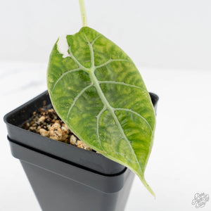 Alocasia Watsoniana Pink Variegated (wk19-J)