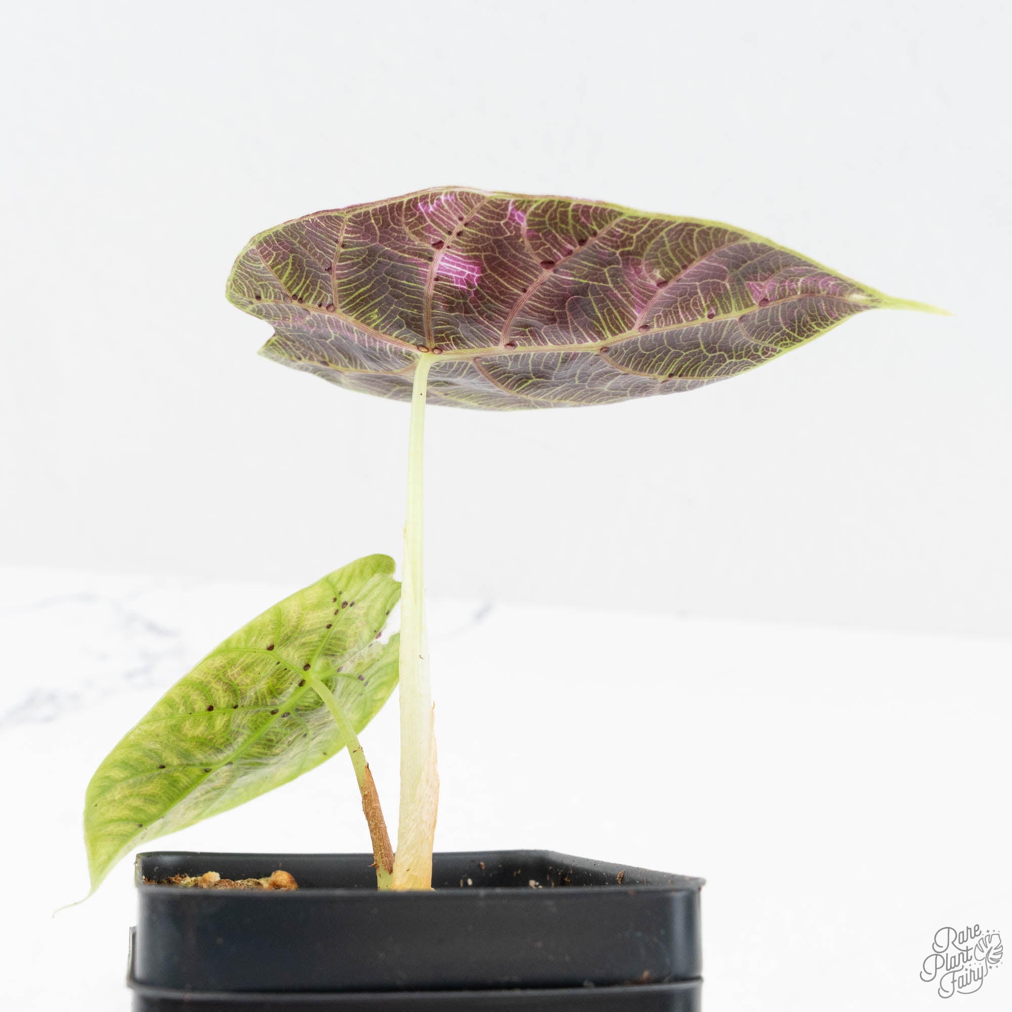 Alocasia Watsoniana Pink Variegated (wk19-J) – Rare Plant Fairy