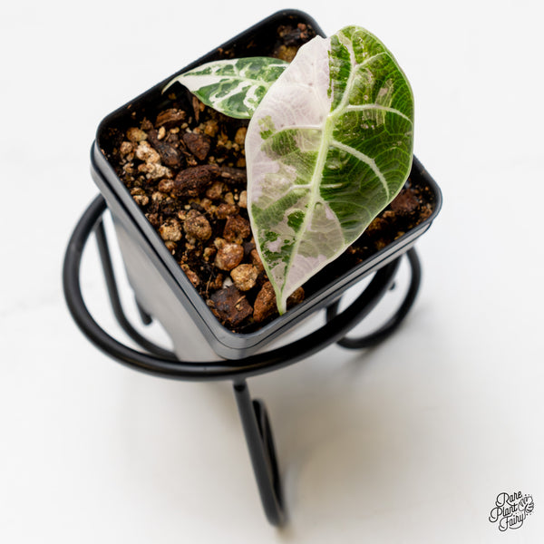 Alocasia Watsoniana Pink Variegated (wk51-L)