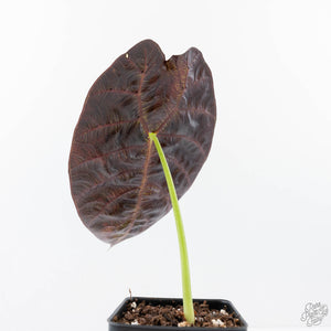 Alocasia Watsoniana Variegated (wk21-R)