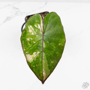Alocasia 'Yucatan Princess' Variegated (wk17-K)
