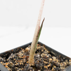 Alocasia 'Yucatan Princess' Variegated (wk17-K)