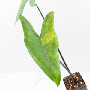 Alocasia 'Zebrina' Black Stem Variegated (wk33-U17)