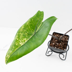 Alocasia 'Zebrina' Black Stem Variegated (wk33-U23)