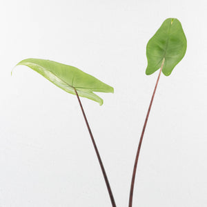 Alocasia 'Zebrina' Black Stem Variegated (wk33-U23)