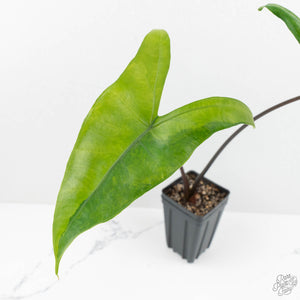 Alocasia 'Zebrina' Black Stem Variegated (wk17-UK) *Corming Size*