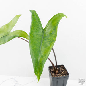 Alocasia 'Zebrina' Black Stem Variegated (wk17-UK) *Corming Size*