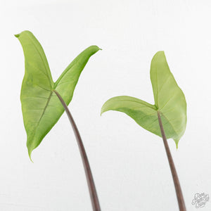Alocasia 'Zebrina' Black Stem Variegated (wk17-UK) *Corming Size*