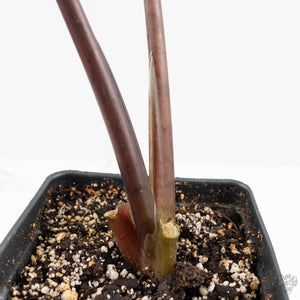 Alocasia 'Zebrina' Black Stem Variegated (wk17-UK) *Corming Size*