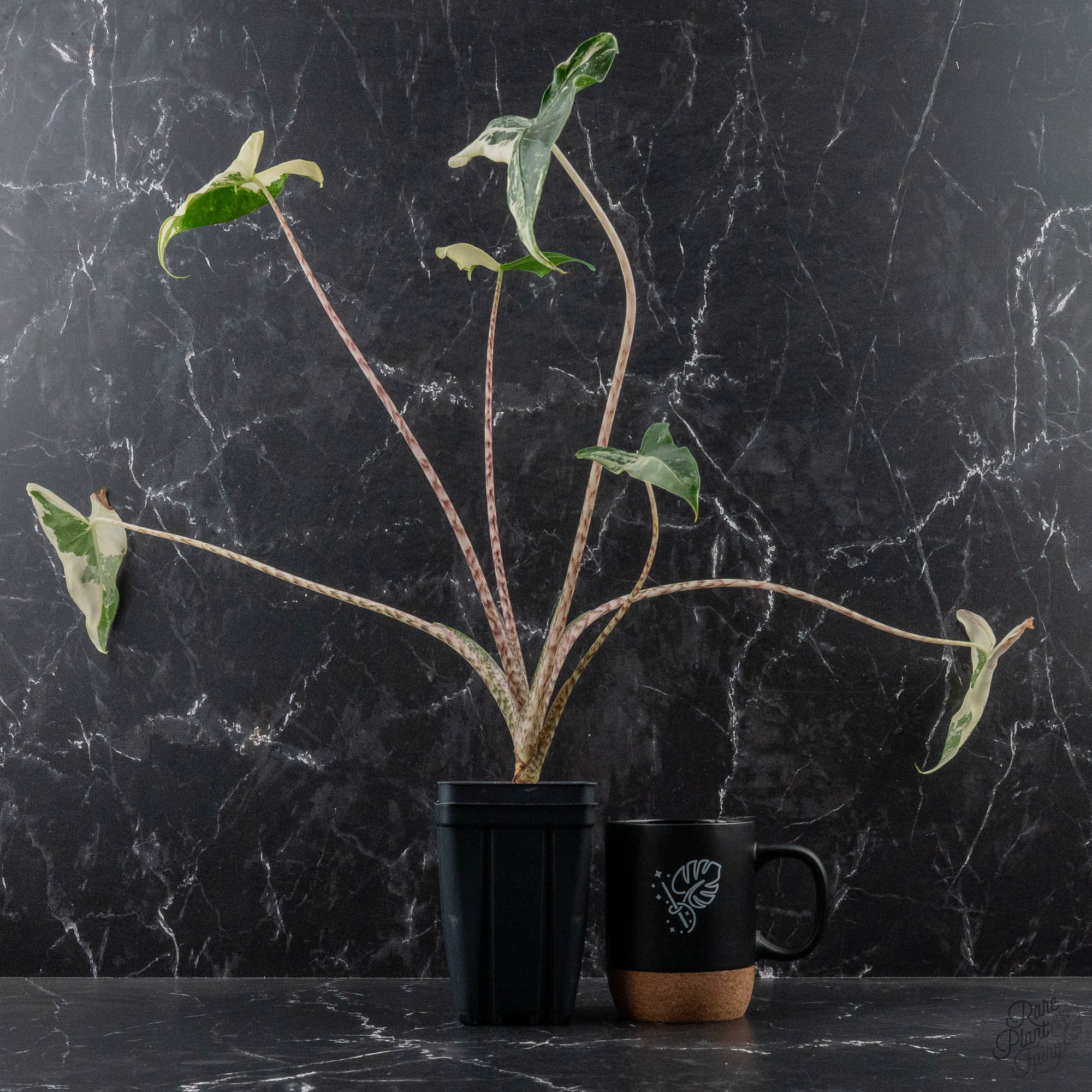 Alocasia – Page 2 – Rare Plant Fairy