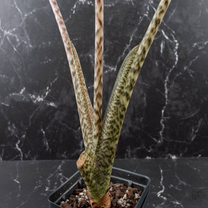 Alocasia Zebrina 'Siberian Tiger' Albo Variegated (wk40-U16)