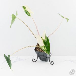 Alocasia Zebrina 'Siberian Tiger' Albo Variegated (wk29-H)