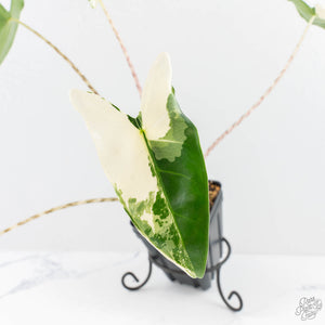 Alocasia Zebrina 'Siberian Tiger' Albo Variegated (wk29-H)