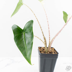 Alocasia Zebrina 'Siberian Tiger' Albo Variegated (wk29-H)