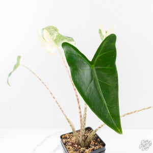 Alocasia Zebrina 'Siberian Tiger' Albo Variegated (wk29-H)