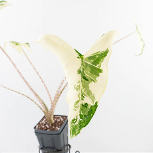 Alocasia Zebrina 'Siberian Tiger' Albo Variegated - Corming Size (wk33-U15)