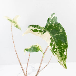 Alocasia Zebrina 'Siberian Tiger' Albo Variegated - Corming Size (wk33-U15)