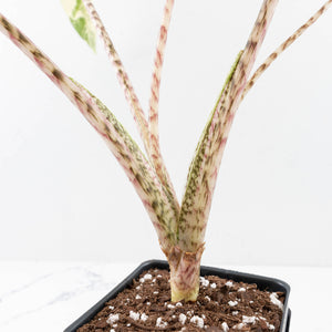 Alocasia Zebrina 'Siberian Tiger' Albo Variegated - Corming Size (wk33-U15)
