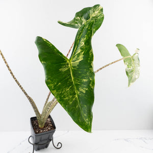 Alocasia Zebrina 'Siberian Tiger' Albo Variegated (wk33-U16)
