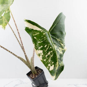 Alocasia Zebrina 'Siberian Tiger' Albo Variegated (wk33-U16)