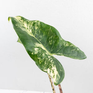 Alocasia Zebrina 'Siberian Tiger' Albo Variegated (wk33-U16)