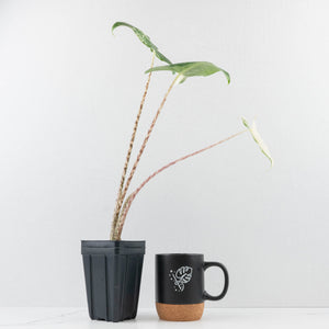 Alocasia Zebrina 'Siberian Tiger' Albo Variegated (wk36-U56)