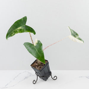 Alocasia Zebrina 'Siberian Tiger' Albo Variegated (wk36-U56)